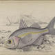 Illustration for article titled Natural History of Fishes of the Perch Family